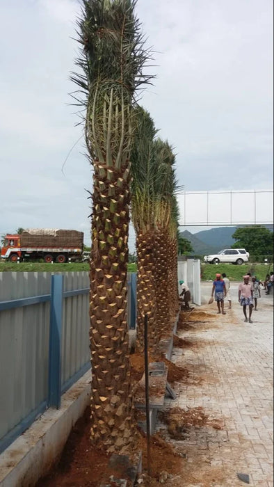 Date Palm Tree Online near me