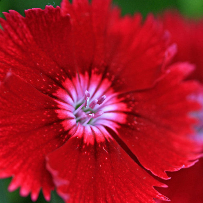 Dianthus Red - SEASONALS