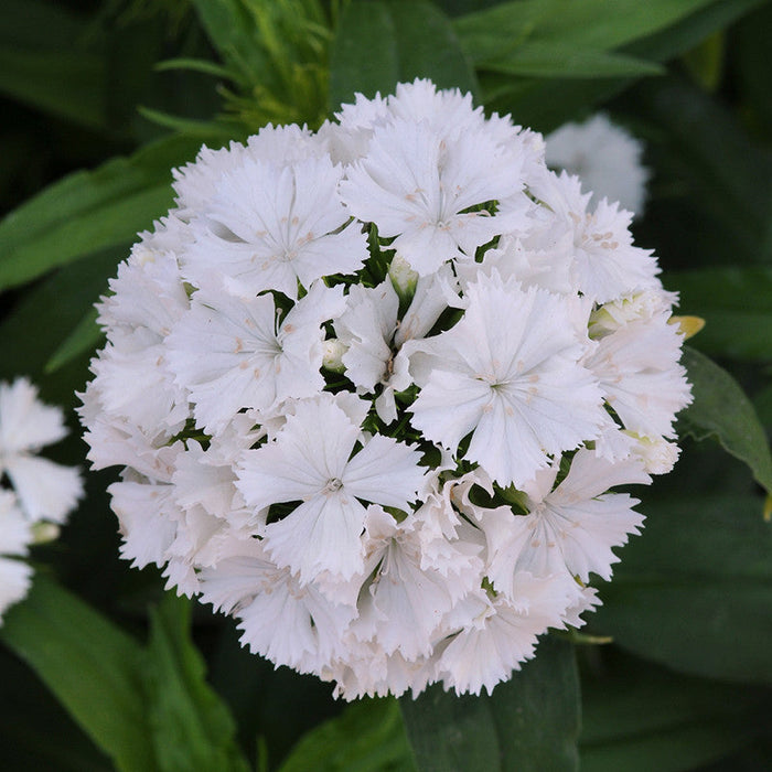 Dianthus White - SEASONALS