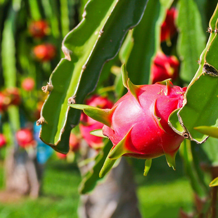 Dragon Fruit - Fruit Plants