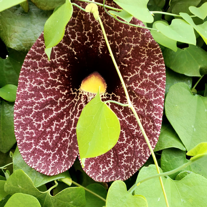 Dutchman's Pipe (Aristolochia spp.) - Unique Ornamental Vines for Your Garden