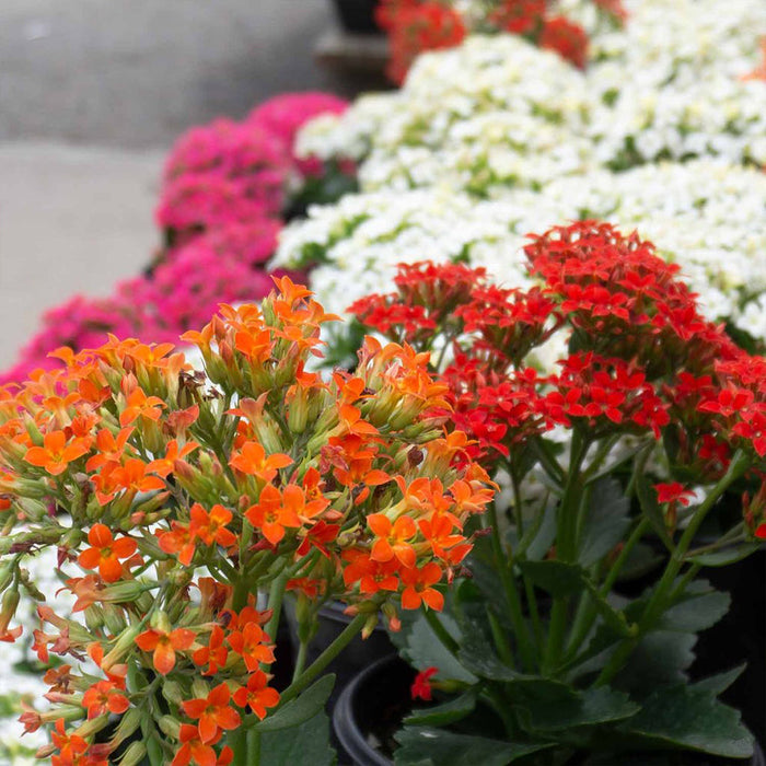 Kalanchoe Blossfeldiana Hybrida Red - GIFT PLANTS