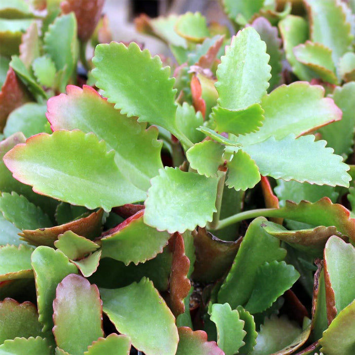 Kalanchoe Blossfeldiana Hybrida Red - GIFT PLANTS