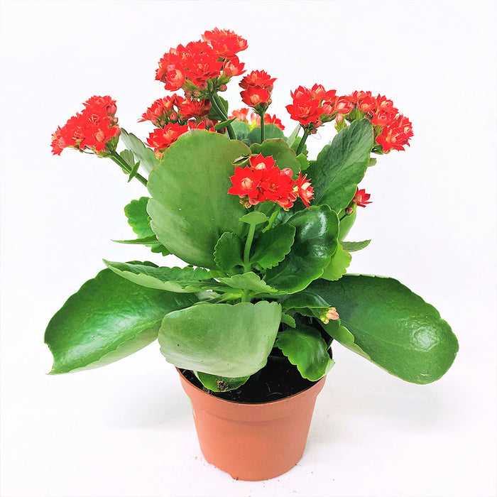 Kalanchoe Blossfeldiana Hybrida Red - GIFT PLANTS