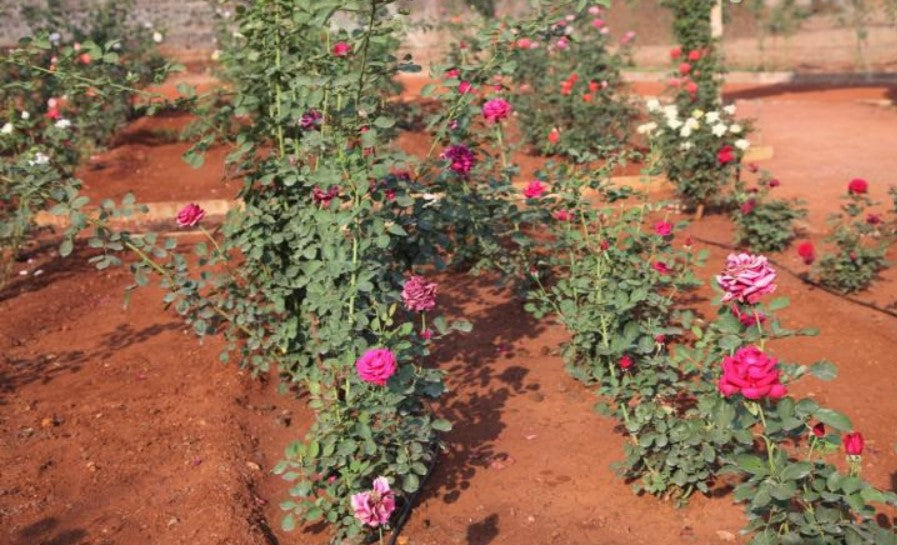 Rose Gladiator - Flowering Plants