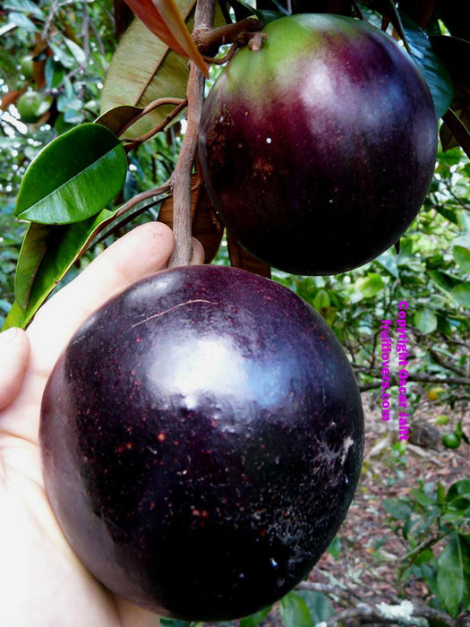 Milk Fruit/Chrysophyllum cainito - Exotic Fruit Plants