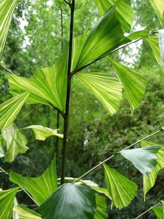 Fishtail Palm - Caryota Urens