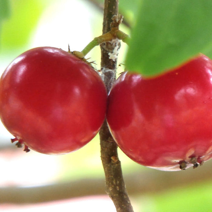 Lovi lovi - Fruit Plants & Tree