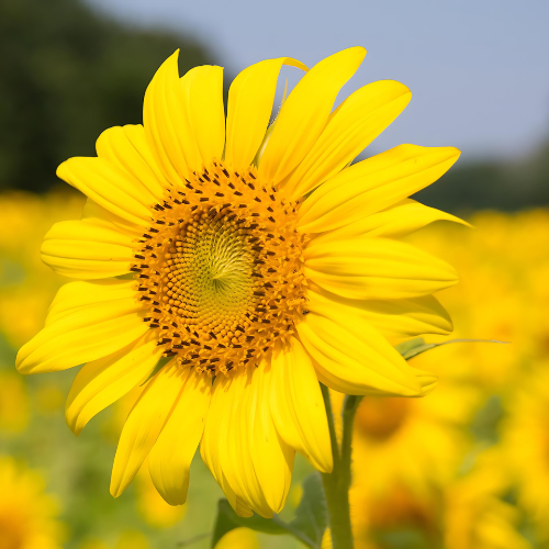 Flower Plants