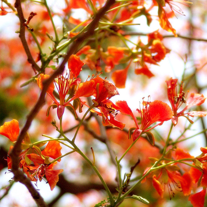 Royal Poinciana / Gul Mohar / Delonix regia - Avenue Trees