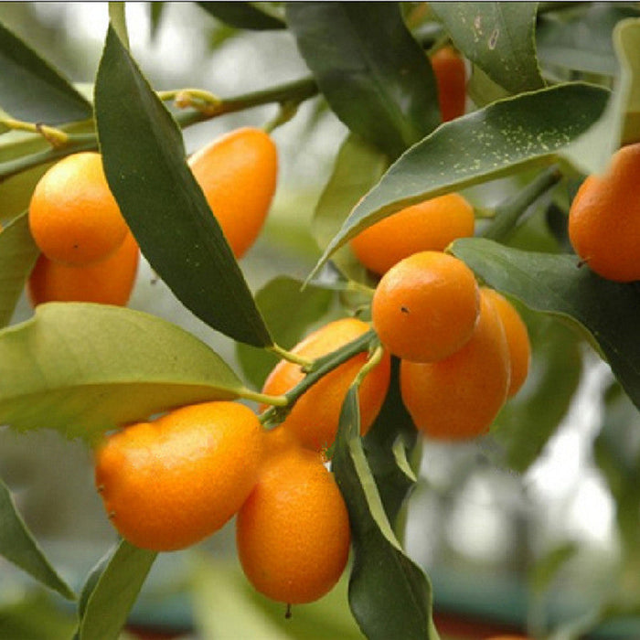 Sweet Lemon / Kumquat(Grafted) - Fruit Plants & Tree