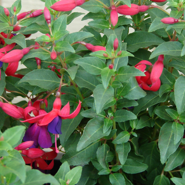 Brighten Up Your Garden with Fuchsia Hybrida - Buy Now!