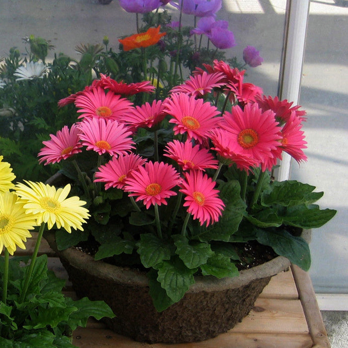 Gerbera Plant Dark pink - Top Bed Room