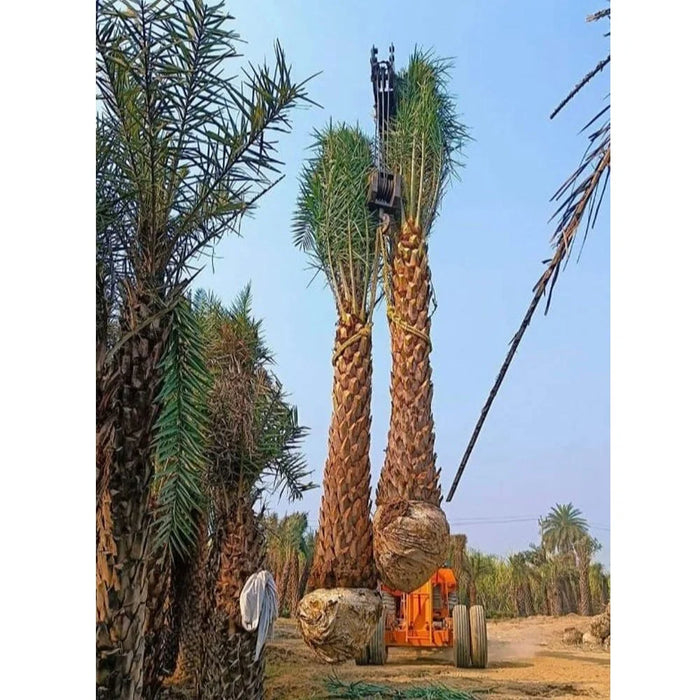 Date Palm Tree Online near me