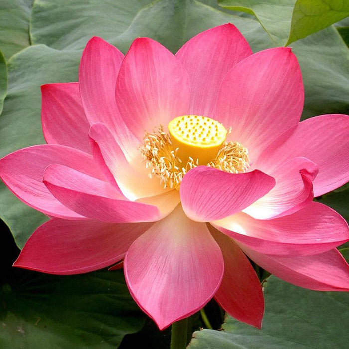 Pink Lotus - Aquatic Plants