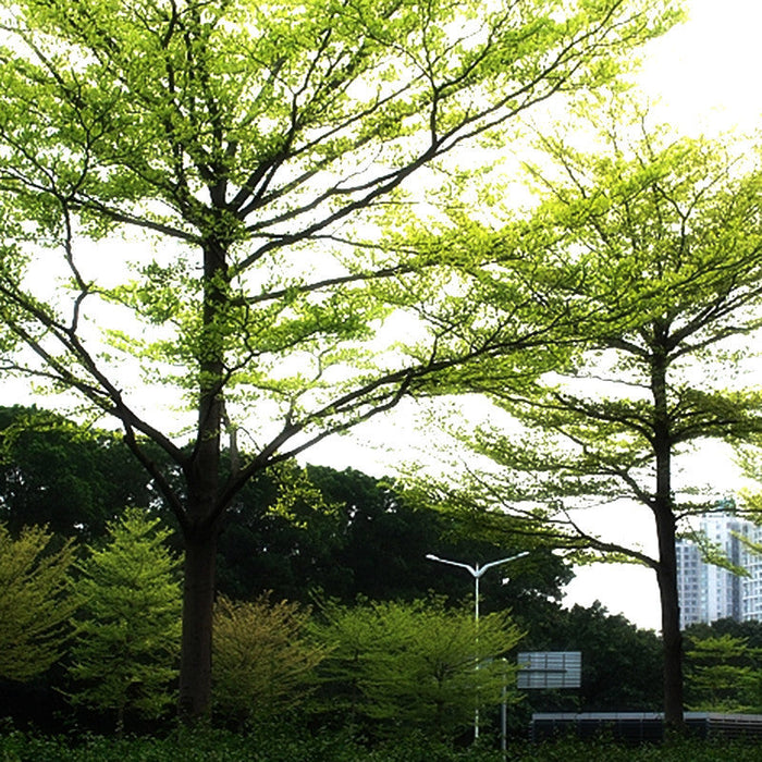 Terminalia Mantaly Green - Avenue Trees