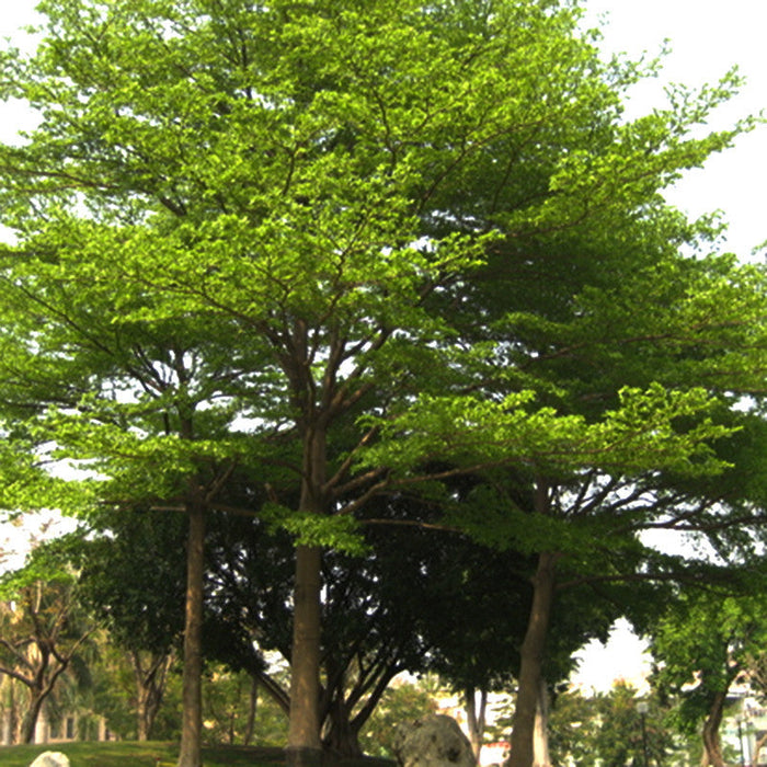 Terminalia Mantaly Green - Avenue Trees