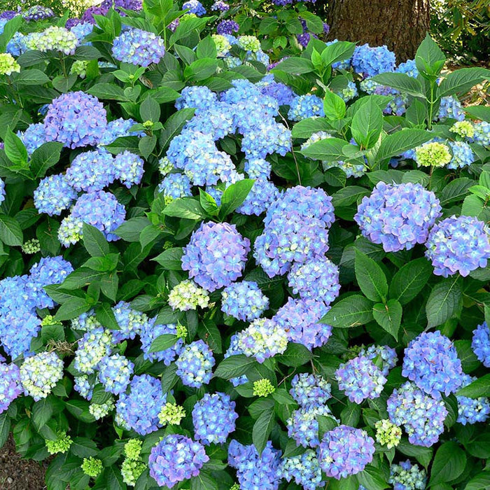 Hydrangea Marcophylla(Blue) - Flowering Shrubs