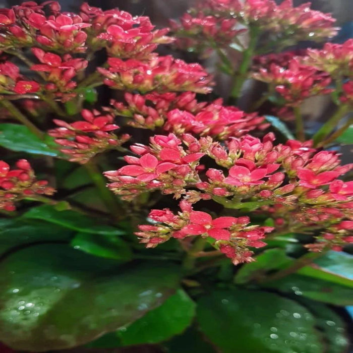 Kalanchoe Blossfeldiana Hybrida Red - GIFT PLANTS