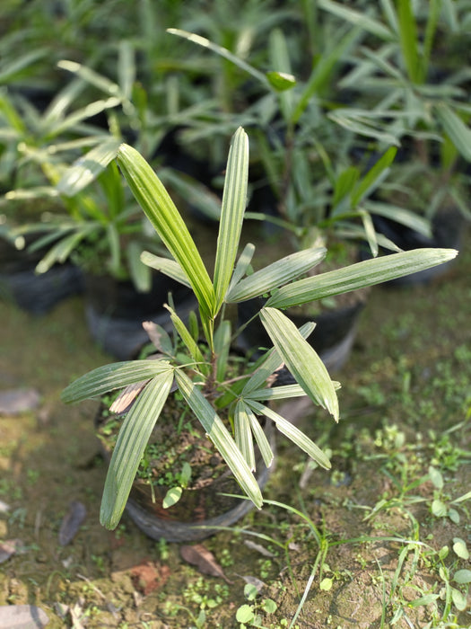 Raphis Palm - Rhapis Excelsa