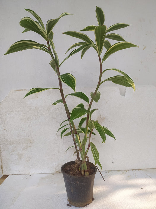 Spiral Costus Variegata - Ornamental Plant