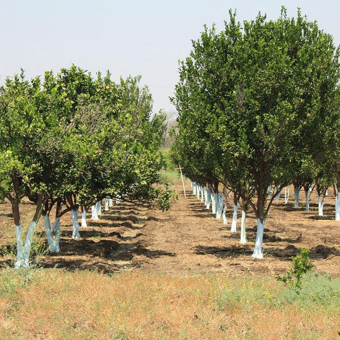 Orange Nagpur(Grafted) - Fruit Plants & Tree