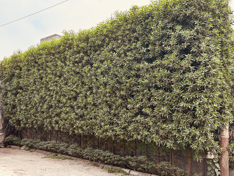 Conocarpus Tree , Conocarpus erectus, Conocarpus lancifolius