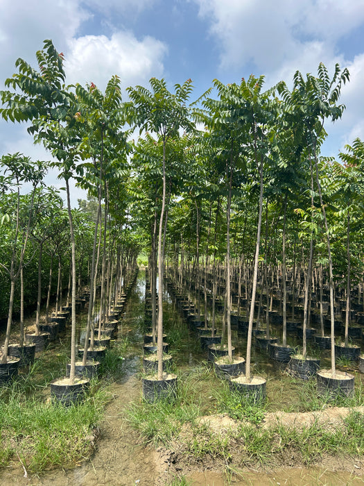 Chukrasia tabularis tree in wholesale,  Indian mahogany tree