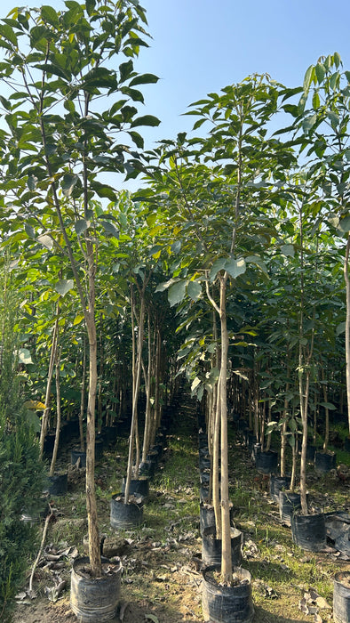 Buy Tabebuia rosea, Pink trumpet tree