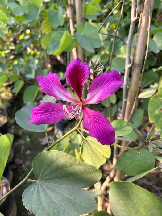 Buy Bauhinia Blakeana - The Stunning Hong Kong Orchid Tree| Saharanpur Nursery