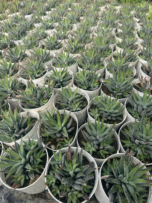 Buy Zebra Cactus |zebra haworthia|