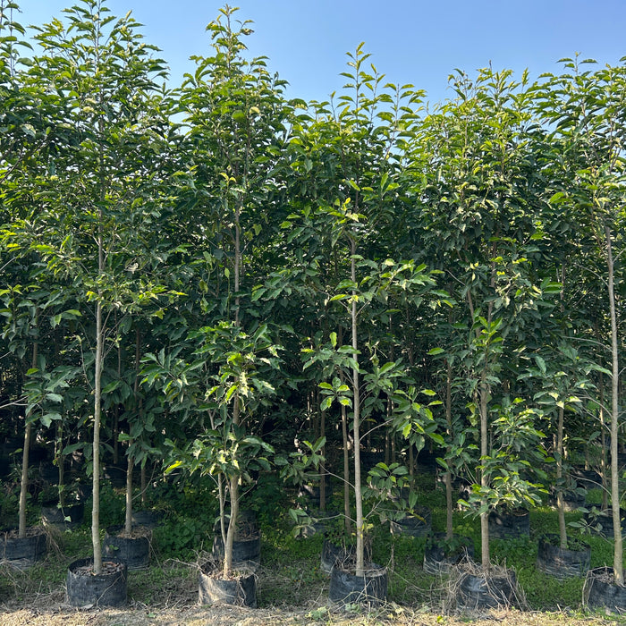 Mimusops elengi, Bakul tree, Moulasri tree, Spanish cherry in wholesale