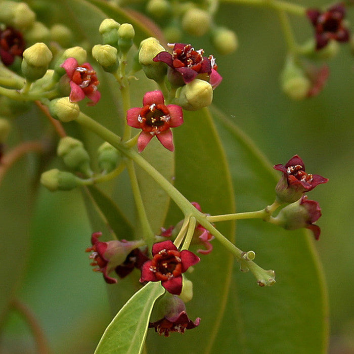 Indian Sandalwood - Avenue Trees