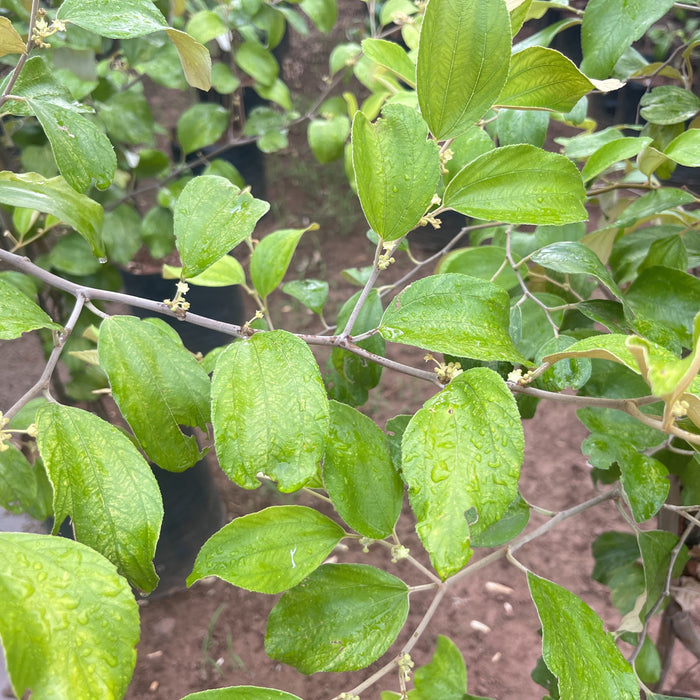 Exotic Red Sundari Apple Ber Jujube Fruit Layering Plant - Add a Touch of Flavor to Your Garden!