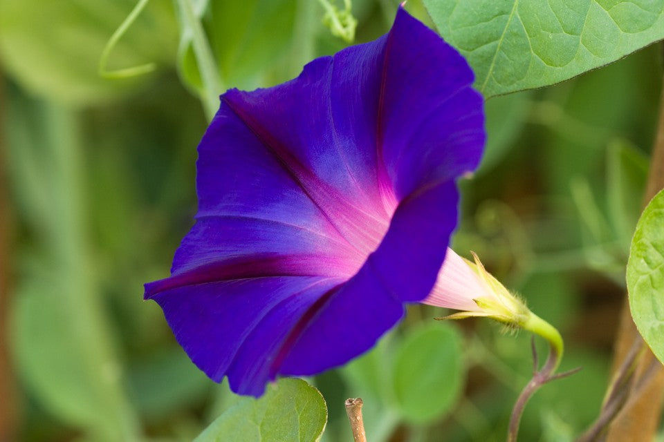 Ipomoea purpurea - Creepers & Climbers