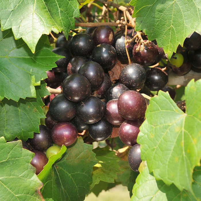 Black Grapes (Hybrid) - Fruit Plants & Tree