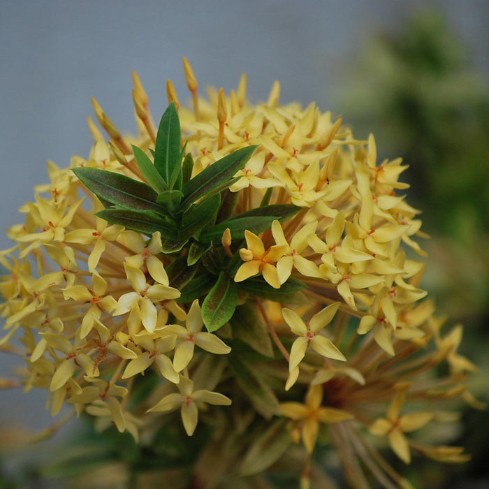 Brighten Your Garden with Our Ixora Sunkist Hybrid Yellow Plant