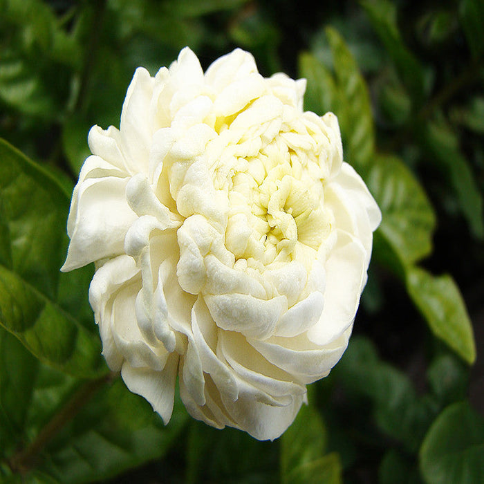 Jasmine sambac - Flowering Shrubs