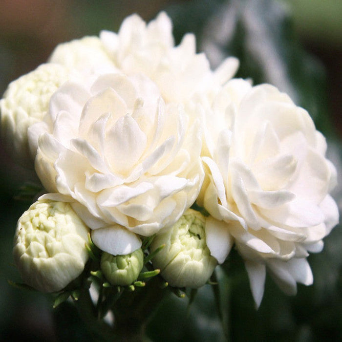 Jasmine sambac - Flowering Shrubs