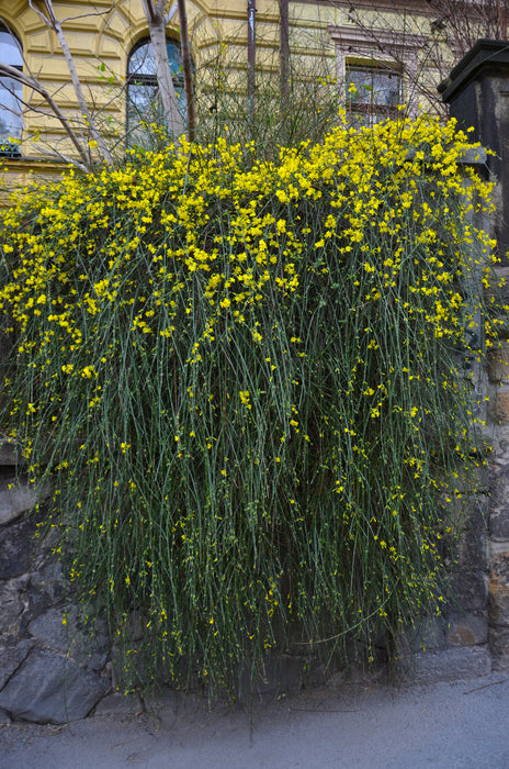 Jasminum nudiflorum - Creepers & Climbers