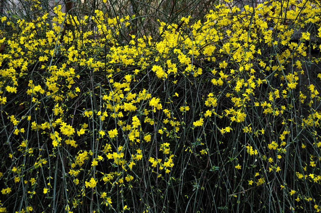 Jasminum nudiflorum - Creepers & Climbers