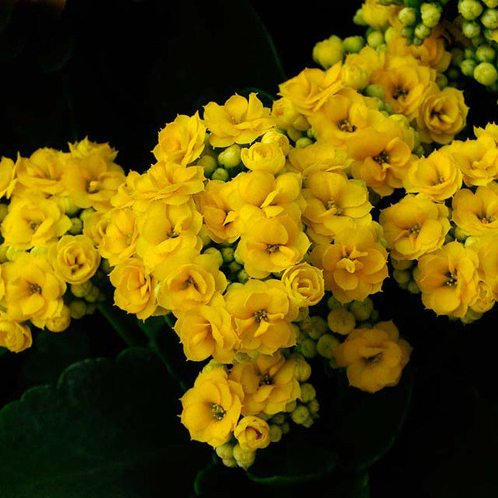 Kalanchoe Blossfeldiana Hybrida Yellow - Flowering Plants