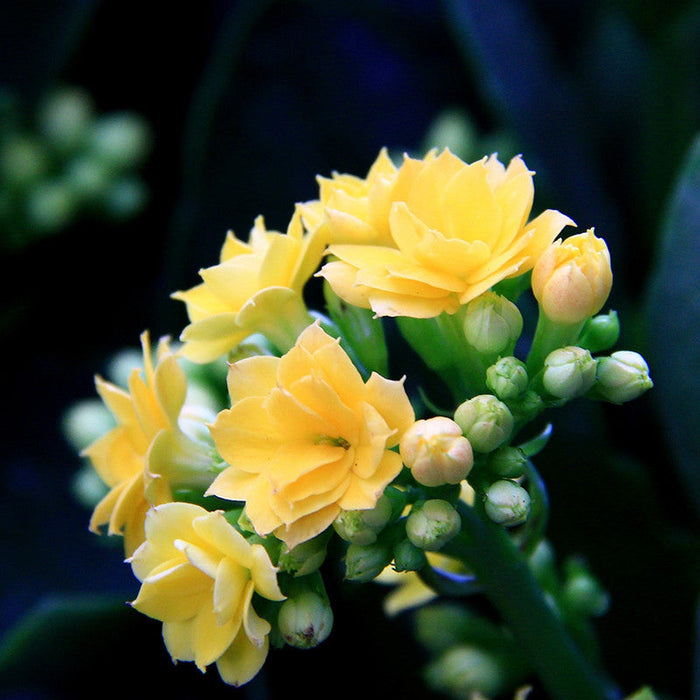 Kalanchoe Blossfeldiana Hybrida Yellow - Flowering Plants