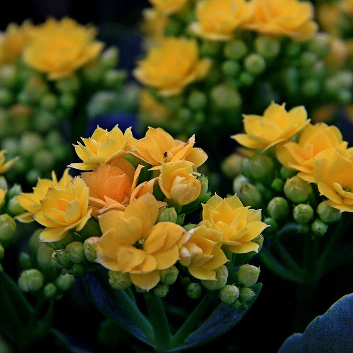 Kalanchoe Blossfeldiana Hybrida Yellow - Flowering Plants