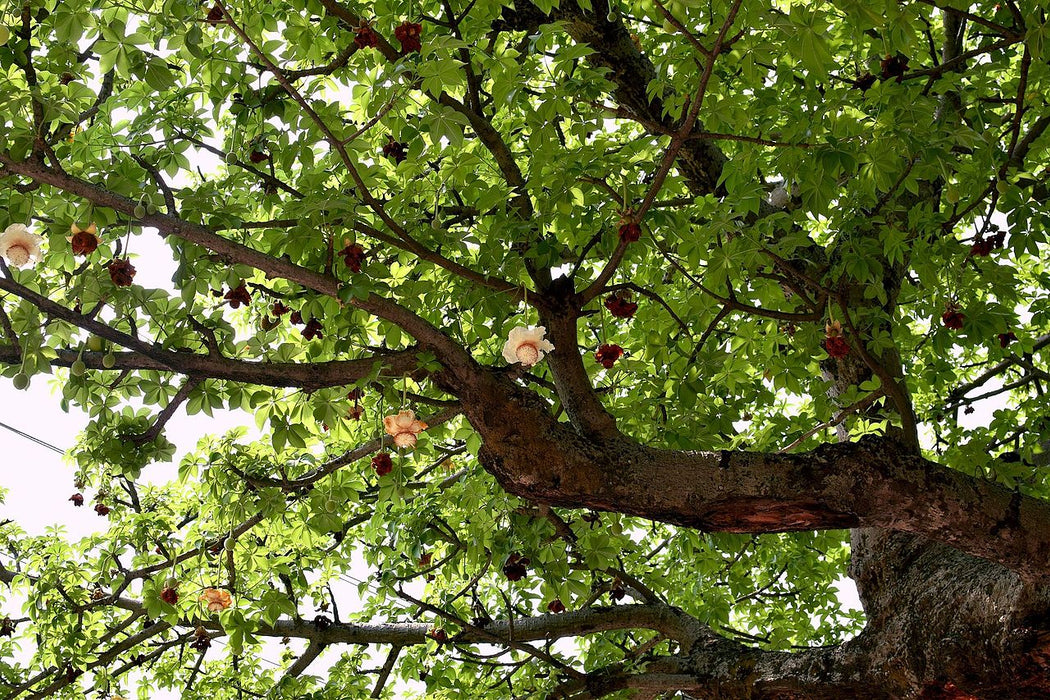 Kalpa Vriksha - Avenue Trees