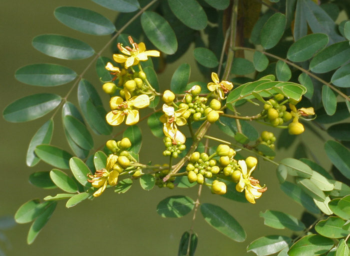 Senna siamea / Kassod tree - Avenue Trees