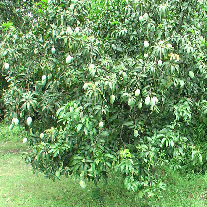 Mango Dasheri(Grafted) - Fruit Plants & Tree