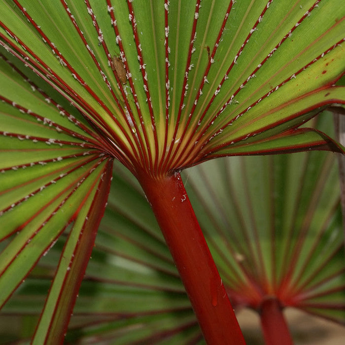 Latania Lontaroides - Palms