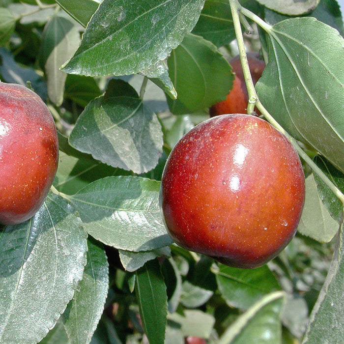 Indian Jujubee  Gola - Fruit Plants & Tree