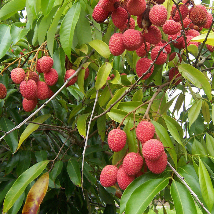 Litchi (Air Layered)- Fruit Plants & Tree